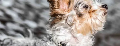 Unternehmen 15 Bild BALTES UND DR. FEITH | TIERARZT PRAXIS IN KÖLN Ärzte am Köln NW