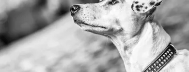 Unternehmen 16 Bild BALTES UND DR. FEITH | TIERARZT PRAXIS IN KÖLN Ärzte am Köln NW