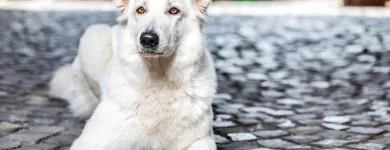 Unternehmen 17 Bild BALTES UND DR. FEITH | TIERARZT PRAXIS IN KÖLN Ärzte am Köln NW