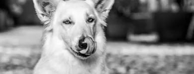 Unternehmen 19 Bild BALTES UND DR. FEITH | TIERARZT PRAXIS IN KÖLN Ärzte am Köln NW