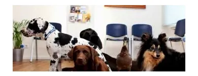 Unternehmen 3 Bild DR. JASPERS & ENGLERT, KLEINTIERPRAXIS Ärzte am Wuppertal NW