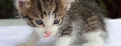 Unternehmen 4 Bild FREDDIESFABDESIGN Tv, Hi-Fi, Film, Foto, Dienstleistungen am Essen NW