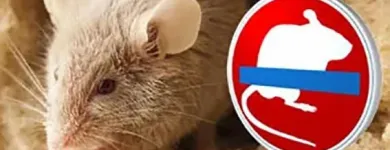 Unternehmen 3 Bild FÜRST SCHÄDLINGSBEKÄMPFUNG Service & Dienstleistung am Düsseldorf NW