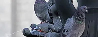 Unternehmen 5 Bild FÜRST SCHÄDLINGSBEKÄMPFUNG Service & Dienstleistung am Düsseldorf NW