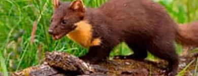 Unternehmen 6 Bild FÜRST SCHÄDLINGSBEKÄMPFUNG Service & Dienstleistung am Düsseldorf NW