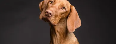 Unternehmen 1 Bild KATZENBETREUUNG UND HUNDEBETREUUNG IN ERKELENZ UND UMGEBUNG Zoohandlung am Erkelenz NW