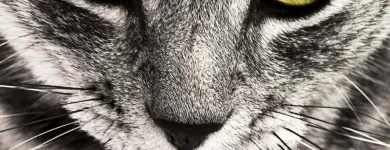 Unternehmen 3 Bild KATZENBETREUUNG UND HUNDEBETREUUNG IN ERKELENZ UND UMGEBUNG Zoohandlung am Erkelenz NW