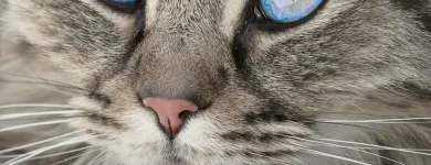 Unternehmen 2 Bild KATZENBETREUUNG UND HUNDEBETREUUNG IN ERKELENZ UND UMGEBUNG Zoohandlung am Erkelenz NW