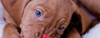 Unternehmen 4 Bild MAGYAR VIZSLA VOM HAMBURGER ELBSTRAND Zoohandlung am Norderstedt SH