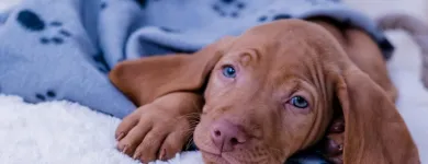 Unternehmen 7 Bild MAGYAR VIZSLA VOM HAMBURGER ELBSTRAND Zoohandlung am Norderstedt SH