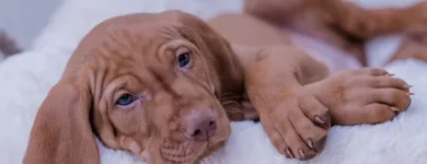 Unternehmen 10 Bild MAGYAR VIZSLA VOM HAMBURGER ELBSTRAND Zoohandlung am Norderstedt SH