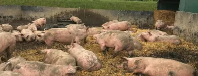 Unternehmen 4 Bild OTTO VELTEN METZGEREI & PARTYSERVICE Veranstalter am Essen NW