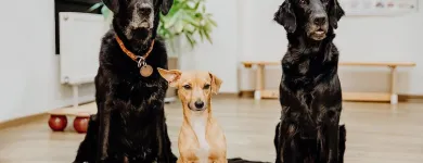 Unternehmen 11 Bild PRAXIS FÜR ERGOTHERAPIE KÖLN-SÜD Ärzte am Köln NW