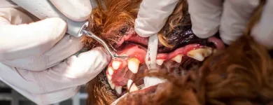 Unternehmen 2 Bild TIERARZTPRAXIS DÜSSELPFOTEN DR. HOELPER & DR. WUCHERT | TIERARZT DÜSSELDORF Ärzte am Düsseldorf NW