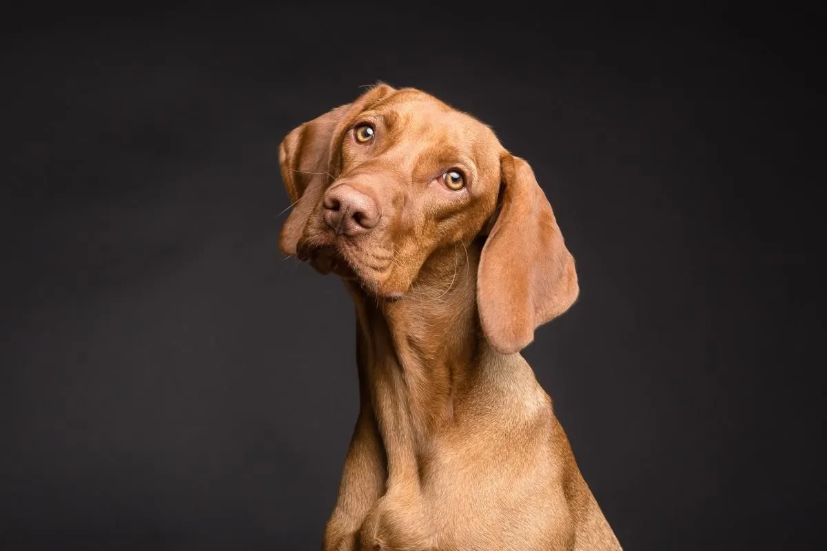 Unternehmen 1 Bild KATZENBETREUUNG UND HUNDEBETREUUNG IN ERKELENZ UND UMGEBUNG