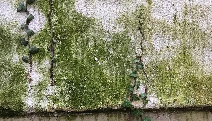 Unternehmen 6 Bild HOUSEWASH COMPANY