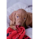 MAGYAR VIZSLA VOM HAMBURGER ELBSTRAND Zoohandlung am Norderstedt SH